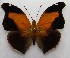  ( - WI-JAG-164)  @12 [ ] No Rights Reserved  Julio A Genaro Caribbean Natural History Group