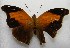  ( - WI-JAG-165)  @12 [ ] No Rights Reserved  Julio A Genaro Caribbean Natural History Group