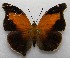  (Historis odius - WI-JAG-166)  @14 [ ] No Rights Reserved  Julio A Genaro Caribbean Natural History Group