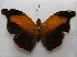  ( - WI-JAG-167)  @13 [ ] No Rights Reserved  Julio A Genaro Caribbean Natural History Group