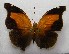  ( - WI-JAG-168)  @12 [ ] No Rights Reserved  Julio A Genaro Caribbean Natural History Group