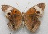 ( - WI-JAG-223)  @12 [ ] No Rights Reserved  Julio A Genaro Caribbean Natural History Group