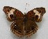  ( - WI-JAG-224)  @11 [ ] No Rights Reserved  Julio A Genaro Caribbean Natural History Group