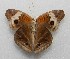  ( - WI-JAG-224)  @11 [ ] No Rights Reserved  Julio A Genaro Caribbean Natural History Group
