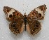  ( - WI-JAG-225)  @11 [ ] No Rights Reserved  Julio A Genaro Caribbean Natural History Group