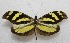  (Dismorphia spio - WI-JAG-276)  @14 [ ] No Rights Reserved  Julio A Genaro Caribbean Natural History Group