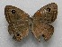  ( - WI-JAG-476)  @13 [ ] No Rights Reserved  Julio A Genaro Caribbean Natural History Group
