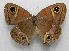  ( - WI-JAG-477)  @14 [ ] No Rights Reserved  Julio A Genaro Caribbean Natural History Group
