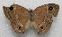  ( - WI-JAG-478)  @13 [ ] No Rights Reserved  Julio A Genaro Caribbean Natural History Group