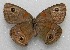  ( - WI-JAG-479)  @14 [ ] No Rights Reserved  Julio A Genaro Caribbean Natural History Group