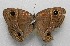  ( - WI-JAG-480)  @13 [ ] No Rights Reserved  Julio A Genaro Caribbean Natural History Group