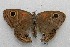  ( - WI-JAG-481)  @13 [ ] No Rights Reserved  Julio A Genaro Caribbean Natural History Group