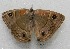  ( - WI-JAG-482)  @13 [ ] No Rights Reserved  Julio A Genaro Caribbean Natural History Group
