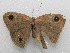  ( - WI-JAG-483)  @13 [ ] No Rights Reserved  Julio A Genaro Caribbean Natural History Group