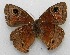  ( - WI-JAG-484)  @12 [ ] No Rights Reserved  Julio A Genaro Caribbean Natural History Group