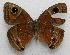  ( - WI-JAG-485)  @12 [ ] No Rights Reserved  Julio A Genaro Caribbean Natural History Group
