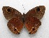  ( - WI-JAG-489)  @13 [ ] No Rights Reserved  Julio A Genaro Caribbean Natural History Group