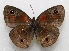  (Calisto hysius - WI-JAG-497)  @14 [ ] No Rights Reserved  Julio A Genaro Caribbean Natural History Group