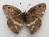  ( - WI-JAG-498)  @12 [ ] No Rights Reserved  Julio A Genaro Caribbean Natural History Group