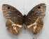 ( - WI-JAG-499)  @12 [ ] No Rights Reserved  Julio A Genaro Caribbean Natural History Group