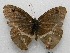  ( - WI-JAG-500)  @12 [ ] No Rights Reserved  Julio A Genaro Caribbean Natural History Group