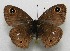  ( - WI-JAG-502)  @12 [ ] No Rights Reserved  Julio A Genaro Caribbean Natural History Group