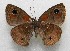  ( - WI-JAG-516)  @12 [ ] No Rights Reserved  Julio A Genaro Caribbean Natural History Group