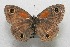  ( - WI-JAG-532)  @12 [ ] No Rights Reserved  Julio A Genaro Caribbean Natural History Group