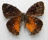  ( - WI-JAG-540)  @13 [ ] No Rights Reserved  Julio A Genaro Caribbean Natural History Group