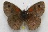  ( - WI-JAG-549)  @13 [ ] No Rights Reserved  Julio A Genaro Caribbean Natural History Group