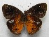  ( - WI-JAG-552)  @14 [ ] No Rights Reserved  Julio A Genaro Caribbean Natural History Group