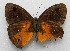  ( - WI-JAG-553)  @13 [ ] No Rights Reserved  Julio A Genaro Caribbean Natural History Group