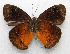  ( - WI-JAG-554)  @14 [ ] No Rights Reserved  Julio A Genaro Caribbean Natural History Group