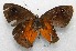  ( - WI-JAG-555)  @13 [ ] No Rights Reserved  Julio A Genaro Caribbean Natural History Group