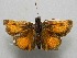  ( - WI-JAG-620)  @11 [ ] No Rights Reserved  Julio A Genaro Caribbean Natural History Group