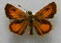  ( - WI-JAG-621)  @11 [ ] No Rights Reserved  Julio A Genaro Caribbean Natural History Group