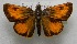  ( - WI-JAG-624)  @12 [ ] No Rights Reserved  Julio A Genaro Caribbean Natural History Group
