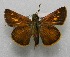  ( - WI-JAG-661)  @13 [ ] No Rights Reserved  Julio A Genaro Caribbean Natural History Group