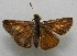  ( - WI-JAG-663)  @12 [ ] No Rights Reserved  Julio A Genaro Caribbean Natural History Group