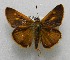  ( - WI-JAG-664)  @12 [ ] No Rights Reserved  Julio A Genaro Caribbean Natural History Group