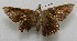  ( - WI-JAG-680)  @12 [ ] No Rights Reserved  Julio A Genaro Caribbean Natural History Group