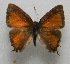  ( - WI-JAG-737)  @13 [ ] No Rights Reserved  Julio A Genaro Caribbean Natural History Group