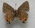  ( - WI-JAG-737)  @13 [ ] No Rights Reserved  Julio A Genaro Caribbean Natural History Group