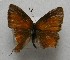  ( - WI-JAG-738)  @11 [ ] No Rights Reserved  Julio A Genaro Caribbean Natural History Group