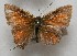  ( - WI-JAG-739)  @12 [ ] No Rights Reserved  Julio A Genaro Caribbean Natural History Group