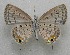  ( - WI-JAG-750)  @13 [ ] No Rights Reserved  Julio A Genaro Caribbean Natural History Group