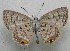  (Pseudochrysops - WI-JAG-753)  @13 [ ] No Rights Reserved  Julio A Genaro Caribbean Natural History Group