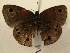  ( - WI-JAG-764)  @12 [ ] No Rights Reserved (2011) A. Perez-Asso Caribbean Natural History Group