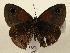  ( - WI-JAG-765)  @13 [ ] No Rights Reserved (2011) A. Perez-Asso Caribbean Natural History Group
