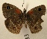  ( - WI-JAG-768)  @12 [ ] No Rights Reserved (2011) A. Perez-Asso Caribbean Natural History Group
